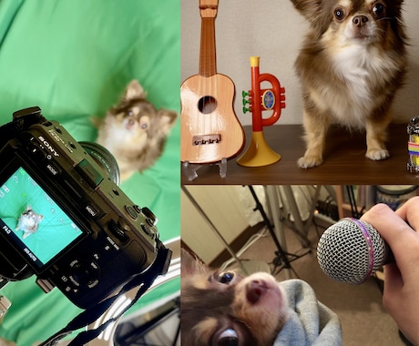 動物の声で世界に1つのオリジナルソングを作ります あなたのワンちゃん猫ちゃん鳥さんが 歌手デビュー !? イメージ2