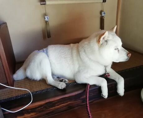 家庭犬トレーナーがお悩みに答えます しつけの仕方や困った癖を直したいなど、何でも相談ください イメージ2