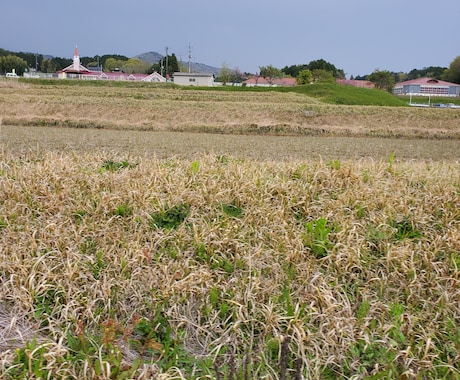 田舎ならではの風景の写真撮ります 田園風景などリクエストの風景写真撮ります！ イメージ1