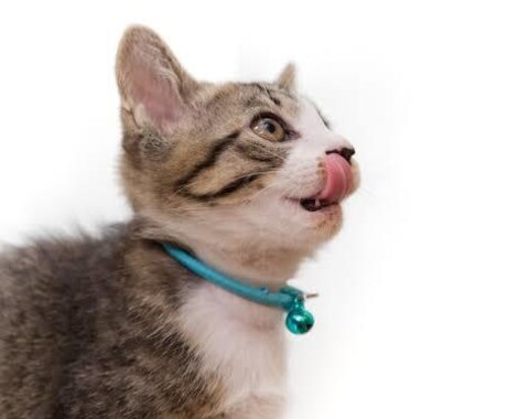 元ペットショップ店員が猫ちゃん飼育の相談にのります イメージ1
