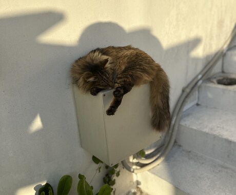 公園やビーチに居る猫の写真撮影致します 猫の写真撮影から動画撮影、写真集作成まで致します！ イメージ2