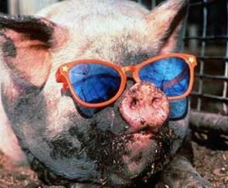 思わずぷっと笑える動物写真を集めてきます 【豚１】なぜか腹筋崩壊しちゃう可愛い動物写真キュレーション イメージ1