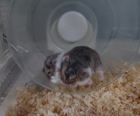 小動物（チンチラ・シマリス等）の飼育相談を受けます 「調べても不安が消えない」小動物飼育の悩みを一緒に整理します イメージ2
