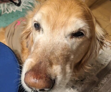 わんこやにゃんこの気持ちを占います あなたの愛犬愛猫の気持ちをタロットに聞いてみませんか? イメージ2