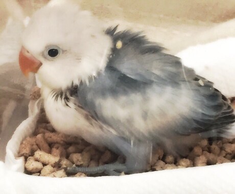 小鳥と仲良くなる方法！インコや文鳥などを飼ってみたい方の相談所。15年程の経験を元にアドバイス！ イメージ1