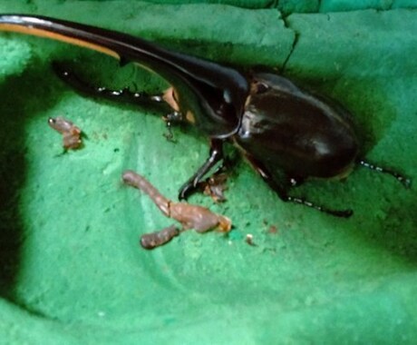 ヘラクレスオオカブトの飼育方法を教えます 幼虫から成虫への飼育方法、伴走型でサポートいたします。 イメージ2