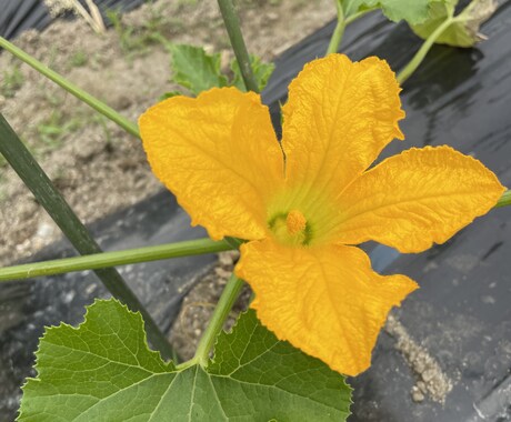 無農薬野菜と栽培風景の写真を提供します インスタなどSNS用など用途多数！！ イメージ2