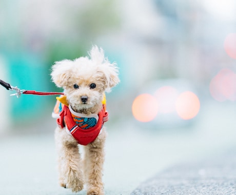 愛犬、愛猫を愛情持って撮影します 共にお住まいのペットをご家族として撮影させていただきます イメージ1