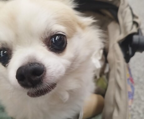 京都の穴場スポット情報提供します ガイドブックに隠れ過ぎた名（迷）店をご紹介致します。 イメージ2
