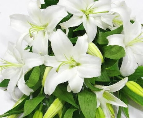 ホロスコープであなたの本質を深掘りします 星からあなたの使命と本質をキャッチして未来を歩きましょう イメージ1