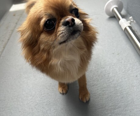 愛犬とのより幸せなペットライフをサポートします 愛犬と楽しくレッスン！楽しい愛犬ライフを提供します！ イメージ1