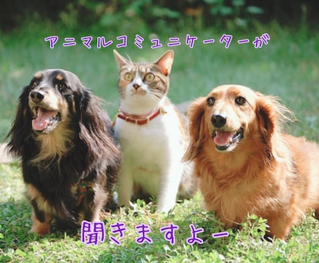 ペットの飼い方のお悩み聞きます ペットのわからないこと、元動物病院看護師が答えますよ！！ イメージ1