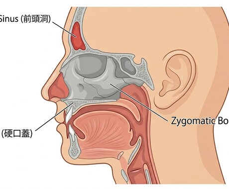 科学的アプローチでミックスボイスを開発します 根拠に基づいたメソッドはあなたを裏切らない!! イメージ2