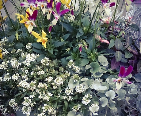 寄せ植えの作り方教えます 実際に制作していた側の視点でアドバイスさせていただきます。 イメージ2