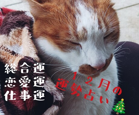 にゃんこ占いでみる12月の運勢＊ほっこり占います 心がふっと軽くなるような、12月の運勢をお届けするにゃよ イメージ1