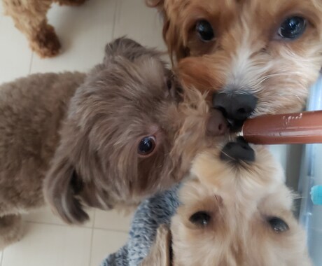 ワンちゃんネコちゃんについての相談お答えします これから家族に迎えいれたいなという方是非ご相談ください! イメージ1