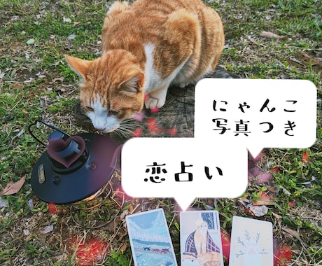 この恋どうなるにゃ？にゃんこ写真を添えて占います 気になる恋の未来を猫と一緒にタロットで占います イメージ1
