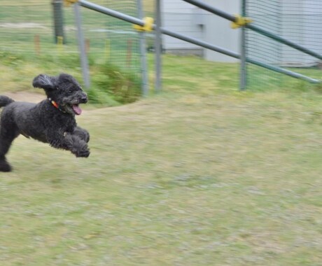 愛犬とのドッグラン等に同行して撮影します 愛犬との楽しい時間を写真に残しませんか？ イメージ2