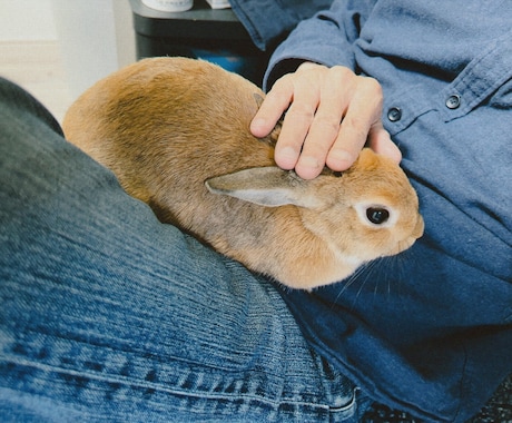 愛うさぎと仲良くなる方法を教えます 問題行動が少なく、表情豊かになります イメージ2