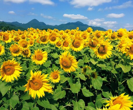 ご自宅待機のかたにパワーを！1日３名限定占います 1500文字程度のオリジナル書き下ろしで解決に導きます！！ イメージ1