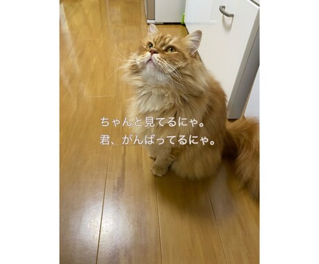 誰かと比べられるのは辛いですよね。お話聞きます あなたのこころが癒やされますように イメージ2