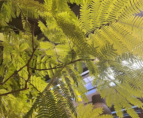 観葉植物の選び方賜ります 職場の環境に最適な観葉植物をインテリア性も合わせてチョイス！ イメージ1
