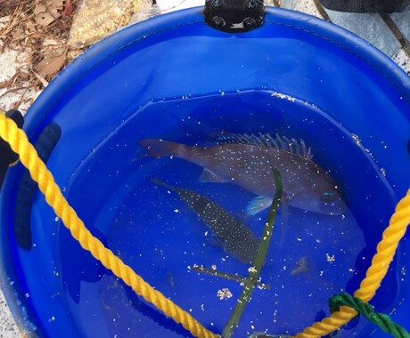 釣り初心者の方、お困り事を究極解決いたします 釣り初心者！釣り始めたい方が使うアドバイザー イメージ2