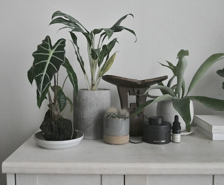 観葉植物のコーディネートをアドバイス致します これから植物のある暮らしを取り入れたい方へ イメージ1