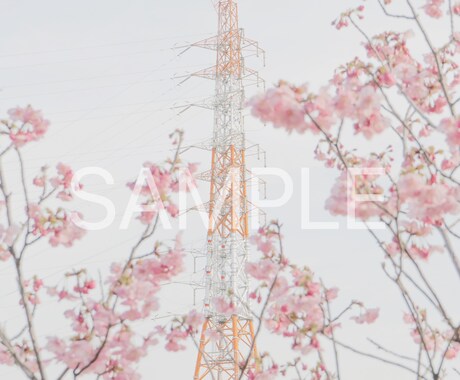 春の撮影　桜の写真素材10枚を提供します 色々な用途で使用できる素材写真をご提供します。 イメージ1