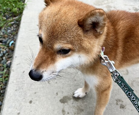 女性限定　あなたを安心させて話せる電話相談します あなたの気持ち、全部受け止めます イメージ2