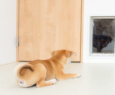 犬と一緒に楽しく暮らす工夫、アイデアをご提案します 掃除も世話も簡単にする工夫を図面やパースで作成します イメージ2
