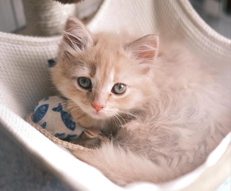 ペットの可愛い瞬間を出張撮影いたします 猫2匹と暮らすカメラマンがペットの記念撮影を行います！ イメージ2