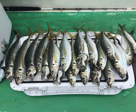 釣船での釣りを教えます 釣船で釣り体験したい方きちんと船釣りを教えて欲しい方