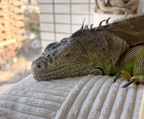 イグアナの飼い方や悩みを経験者が聞きます これって大丈夫？イグアナ飼育の不安を一緒にゆっくり整理します イメージ1