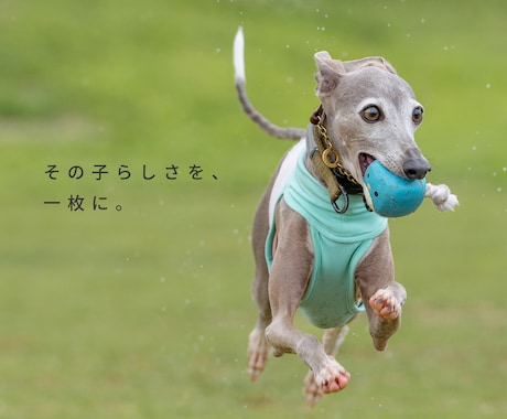 愛犬・ペットを自然な表情で出張撮影します イメージ1
