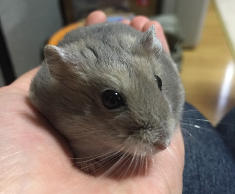 わんちゃん、ねこちゃんのお悩み相談つけてけます イメージ2