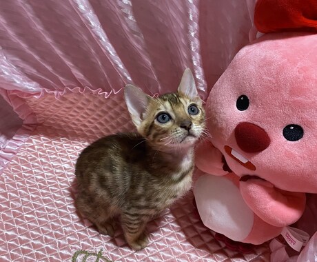霊感霊視★すべてのお悩みに電話鑑定いたします どうしたらいいのかわからず、無理して独りで考えこんでいる方 イメージ1