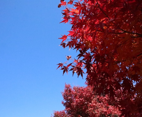 写真の素材を提供します 一眼レフで撮った写真を提供します。 イメージ2
