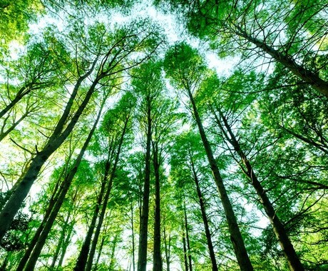 月曜日⭐️電話30分無料開放します 恋愛、人間関係、子育て、ペットの気持ちetc うつ、パニック イメージ1