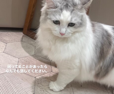 23歳ひよっこですがあなたの話を傾聴します チャット感覚でなんでもおはなししましょう！ イメージ1