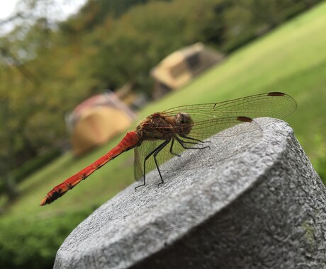 手術後の見通しはどうなりますか？