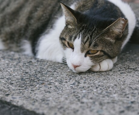 24時間無制限チャットし放題 あなたの心癒します 電話は苦手。でも寄り添ってほしい。そんなあなたの味方です イメージ2