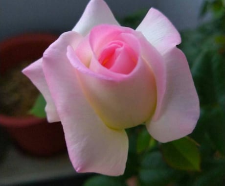 植物の写真撮影します 季節にあった植物を自分が育てたように撮ります イメージ1