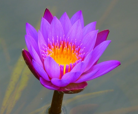 貴方の望む本当の才能開花させます 才能を引き出し思いのままに生きられる理想の世界へ イメージ2
