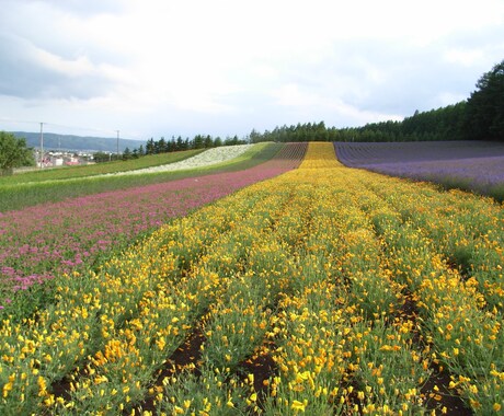北海道旅行のプランを条件に合わせて考えます 【北海道好きで在住経験アリ】最高の思い出を作りましょう！ イメージ2