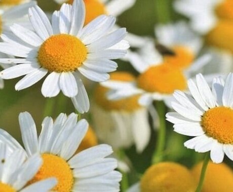 あなたの誕生日の誕生花と花言葉を教えます 各々の誕生日には誕生花という物が存在しています イメージ2