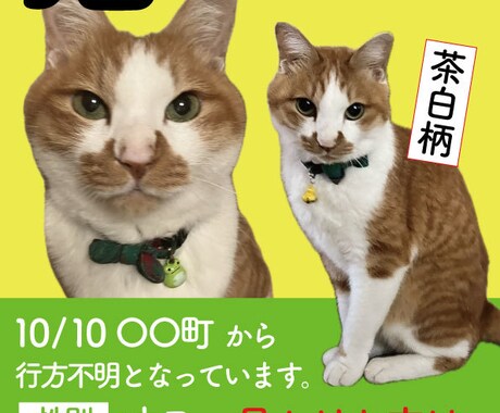 迷い猫・迷い犬の捜索の画像を作ります イメージ1