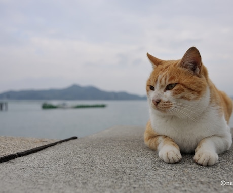 誰かとちょこっと話したいとき、1分でもお話聞きます 雑談から悩み事まで！お試し1分から！途中で切っても大丈夫！ イメージ1