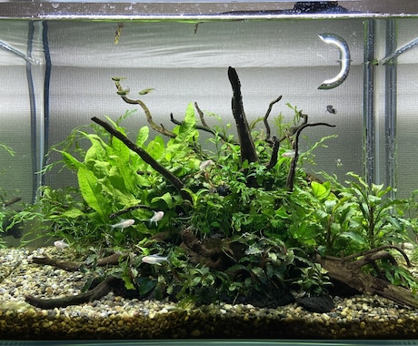 初心者でも失敗しない水槽作りをサポートします 「何から始めればいいかわからない」を一緒に解決します イメージ2