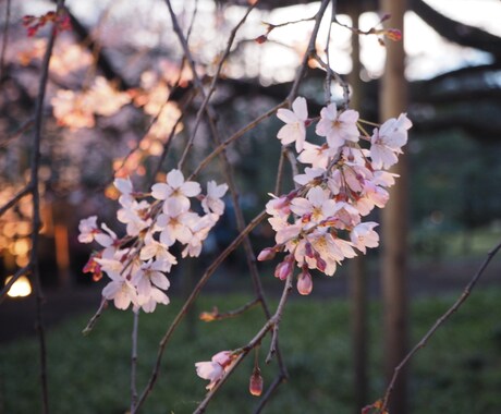 貴方だけの【御伽話】を語ります 生年月日から貴方だけの【御伽話】を制作致します。 イメージ1